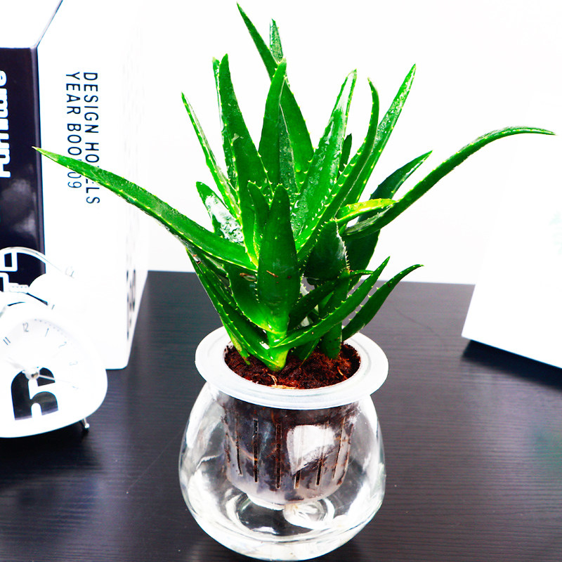l芦荟盆栽水培植物室内绿植办公室盆栽绿色植物盆景