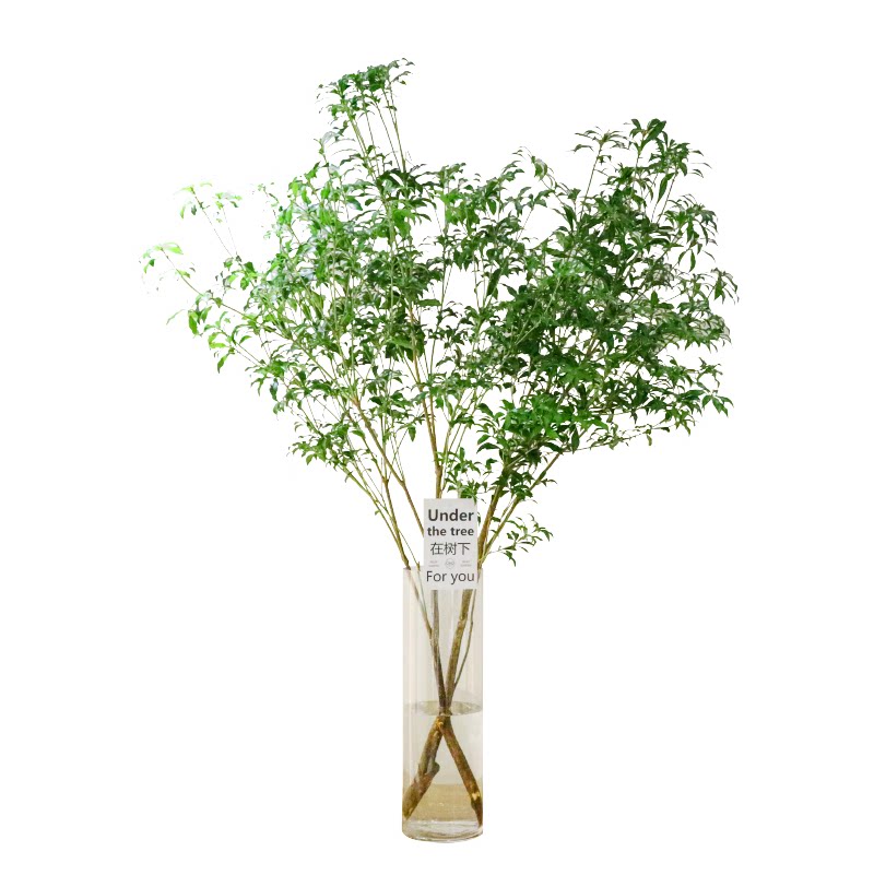 马醉木吊钟鲜切枝条日本进口口水培植植物室内绿植
