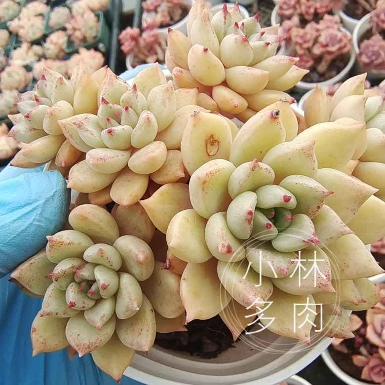 一物一拍糖心黄金璀璨多头群生老桩多肉植物多肉植物