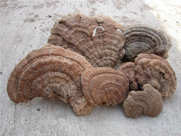 灵芝2020年长白长白山山野生平整枝树舌正品片粉整枝灵芝