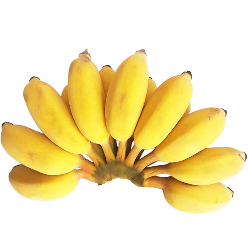 广西小米焦粉香蕉新鲜banana10芭蕉当季水果整箱香蕉