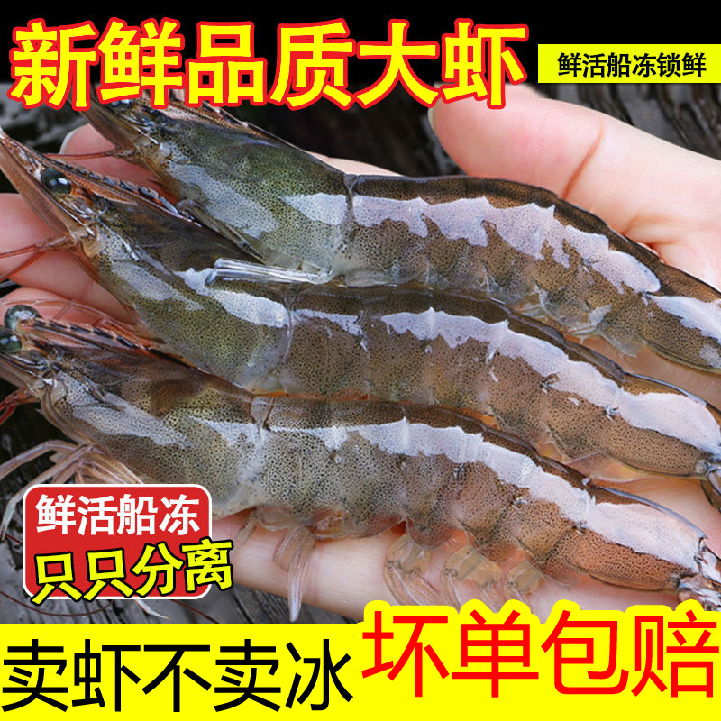 连云港东海海域海大虾对虾基围鲜活超低温速冻发货冻虾
