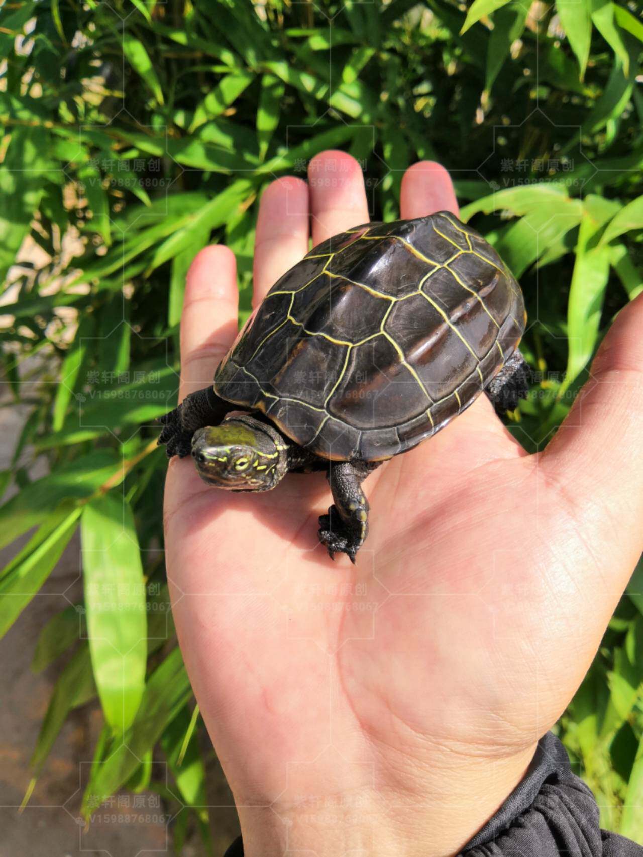 正宗中华南通苏北金线乌龟龟碌纯外宠物活体龟