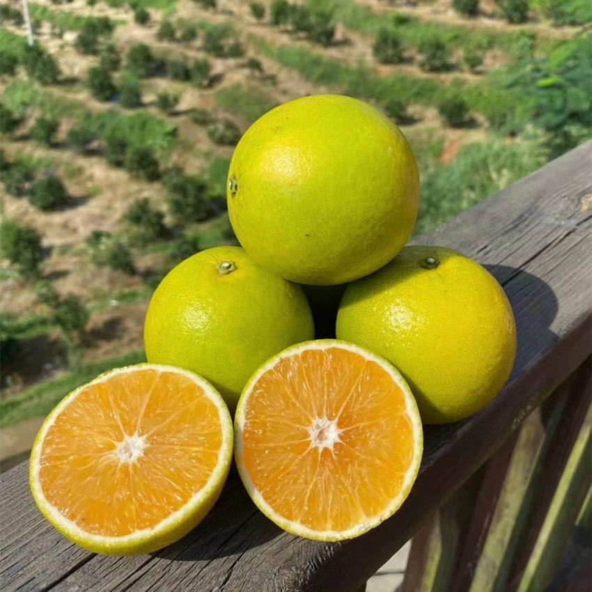 海南澄迈迈福新鲜橙子本地特产礼盒盒装当季橙