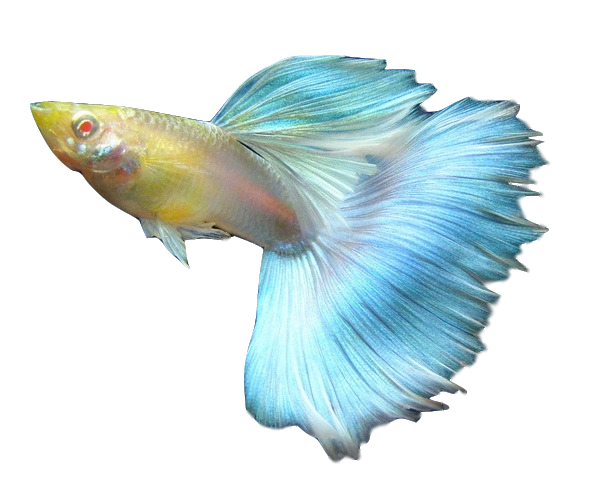 孔雀蓝白缎带蝶翼种鱼天空蓝燕燕尾白子火炬鱼