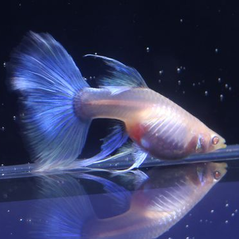 孔雀蓝白缎带蝶翼种鱼天空蓝燕燕尾白子火炬鱼