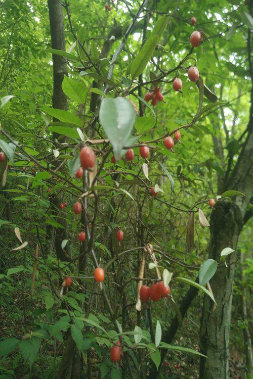 树苗果树羊奶奶子珍贵水果水果树羊巴瞎子盆栽行道树