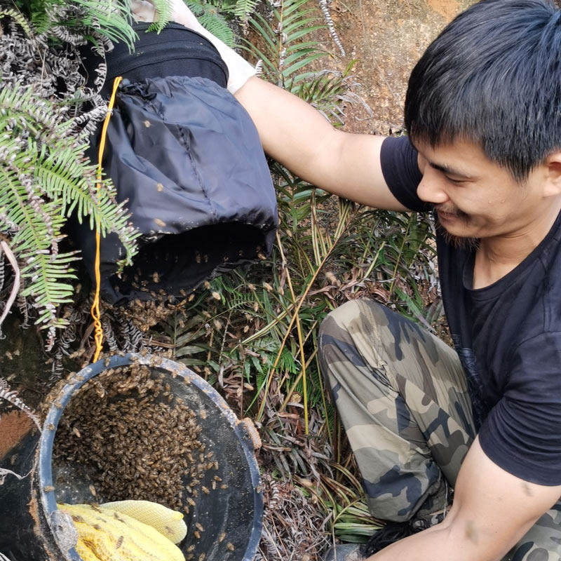诱蜂桶黑色胶桶招蜂养蜂专用工具开孔涂中蜂蜡诱蜂