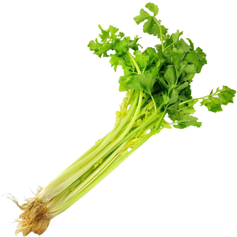香芹法引菜园大田高产芹菜黄芹菜嫩脆味浓香味家庭园艺种子