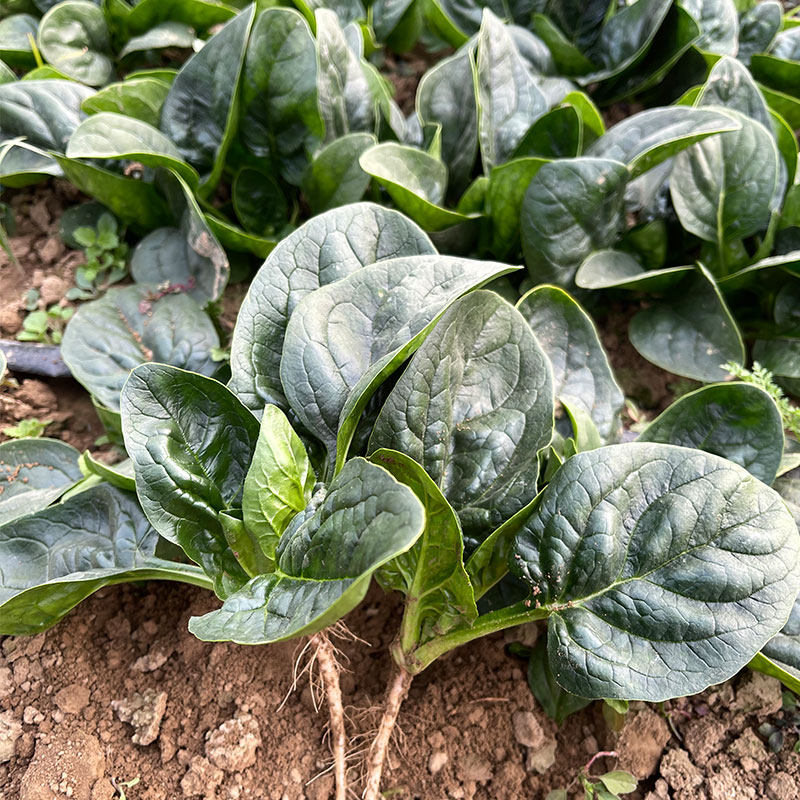 种子趴地菠菜耐寒越冬品种大叶波菜秋季籽种家庭园艺种子