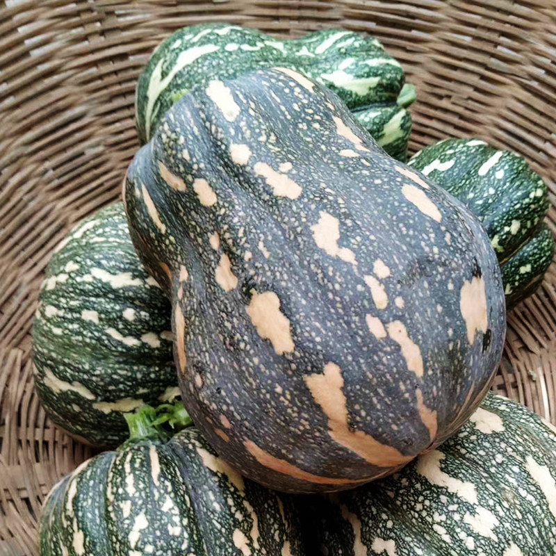 南瓜金香种子板栗种籽甜面礼品小南瓜春夏四季家庭园艺种子