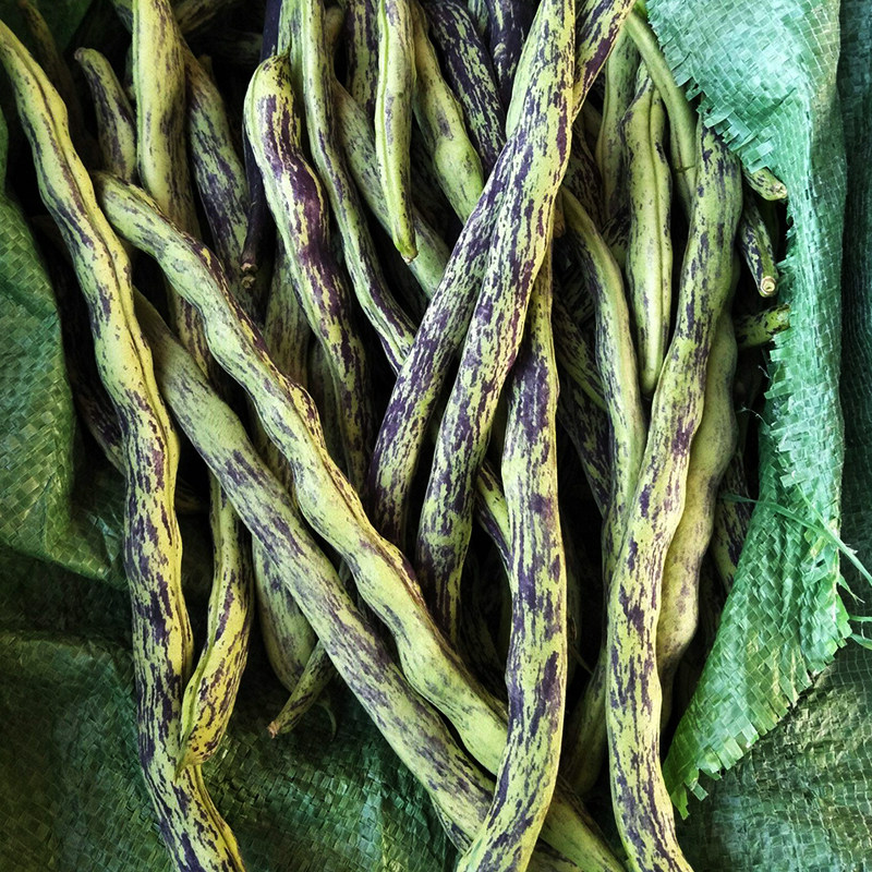 花皮豆角种子高产春秋播种蔬菜种籽四季菜豆家庭园艺种子