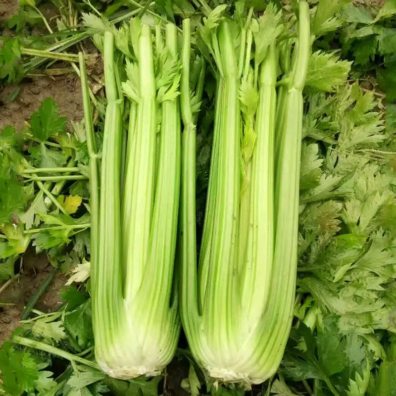 荷兰黄绿芹菜种子高产实心浅黄嫩绿香味味浓家庭园艺种子