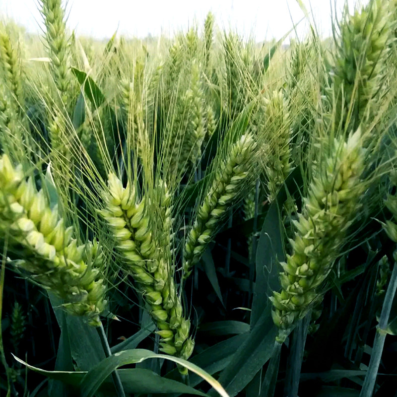 小麦种子优质强筋冬小麦高产山东济麦矮秆抗倒家庭园艺种子