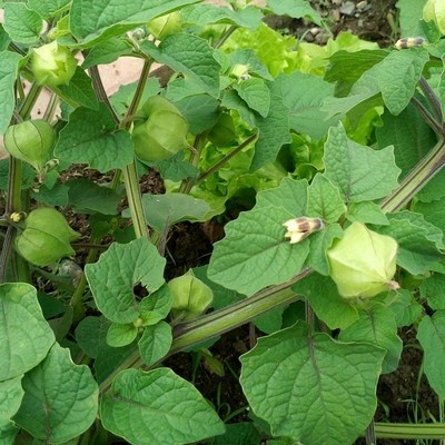 大黄菇娘粒粒甜种子皮薄肉厚浆果种子清新甜度高蔬菜水果种子春季