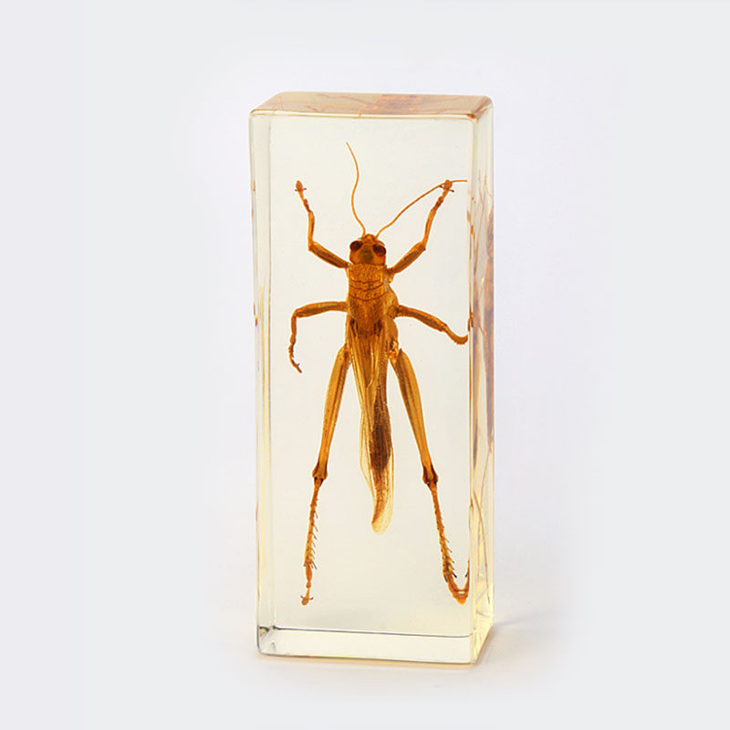 人造琥珀摆件创意工艺品螳螂蝎子昆虫辟邪同学会摆件