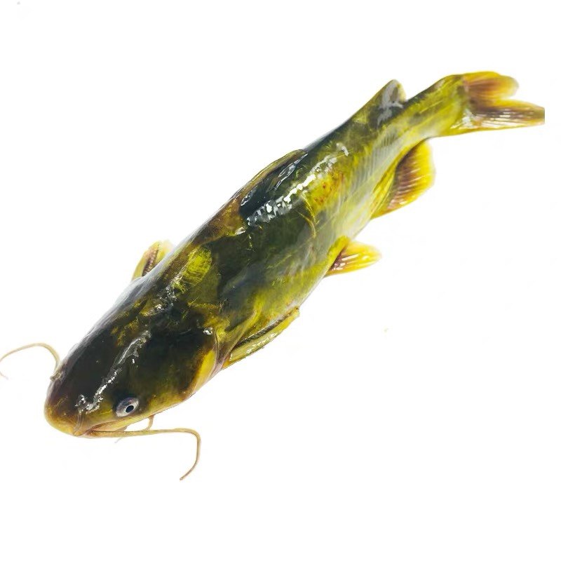 鱼苗黄骨雄黄淡水黄丫头丫头黄辣丁鱼昂活体养殖鱼