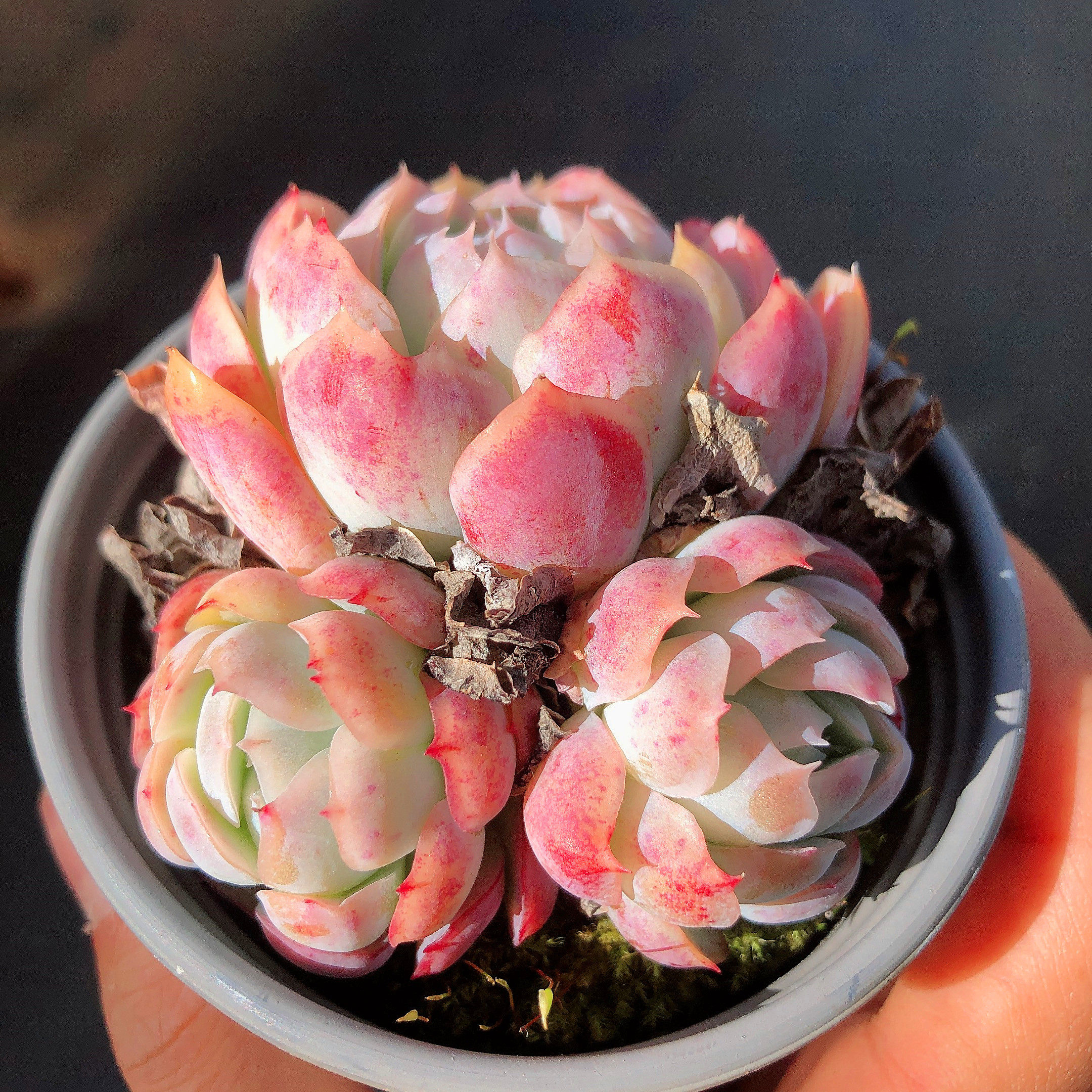 云南直发双子贝瑞多肉植物群生布朗先生生的多肉植物