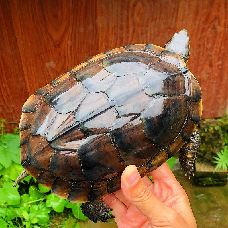 食用龟南石越南金钱龟大龟幼龟乌龟种龟特大型煲汤龟