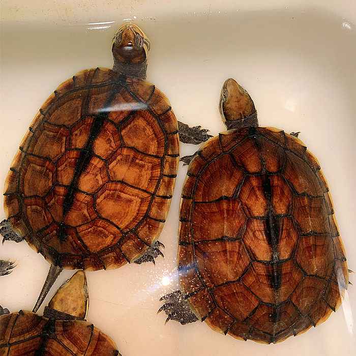 水龟正宗越南金钱龟观赏黄喉拟繁殖石龟招财镇宠物龟