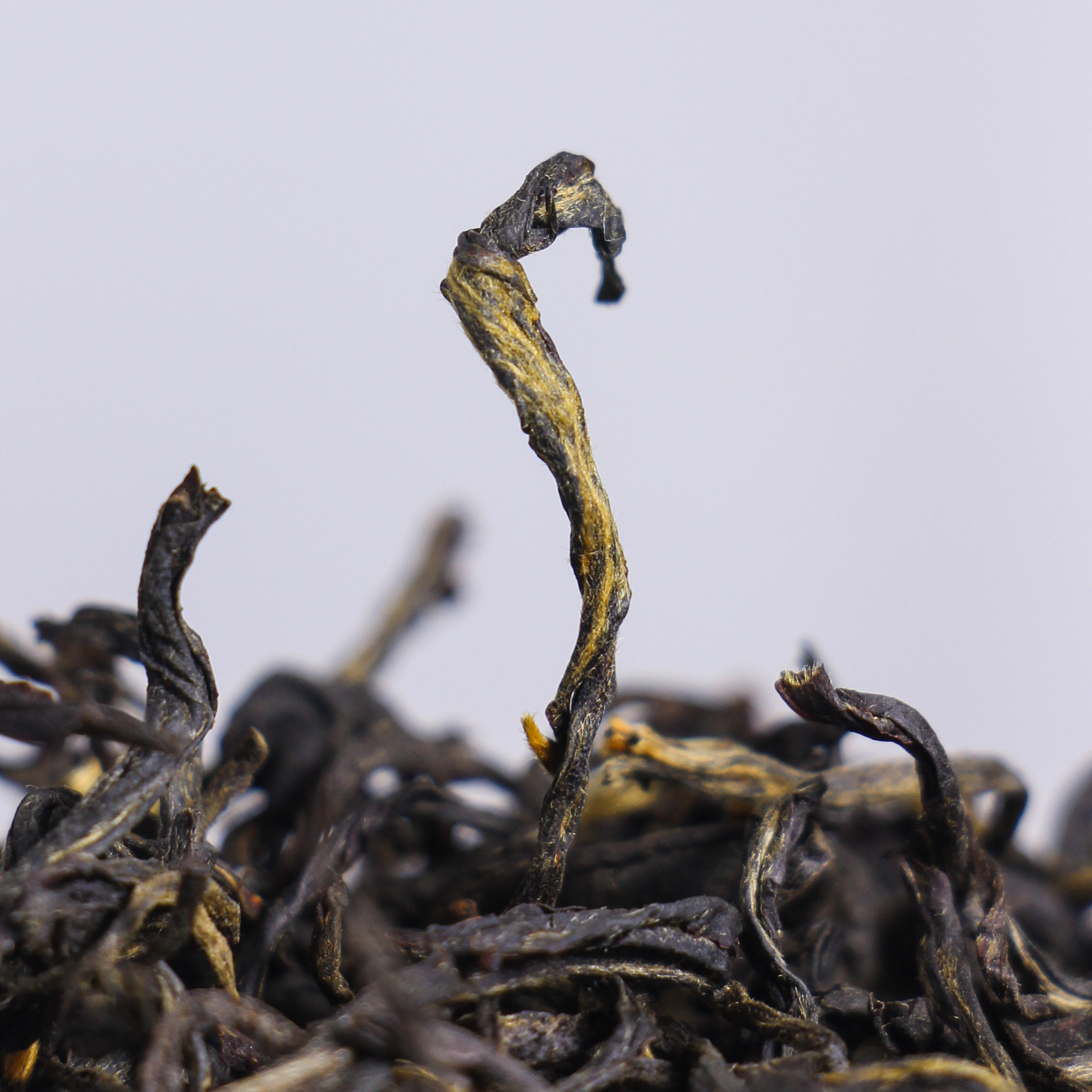 拍5发6 云南临沧风庆滇红茶2022年特级金芽散茶花香红茶100克袋装