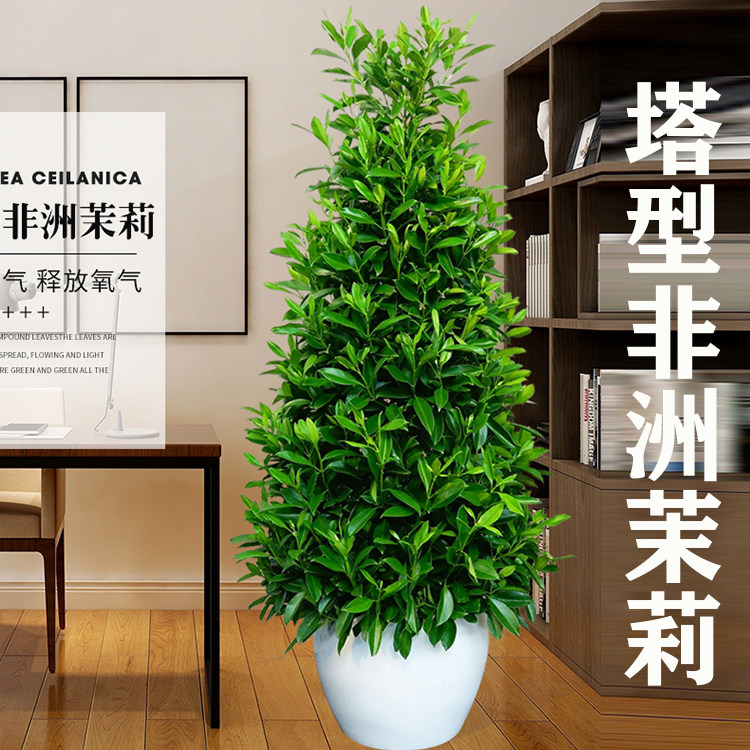 绿植非洲茉莉盆栽塔大型网红花卉耐热耐寒四季大型绿植