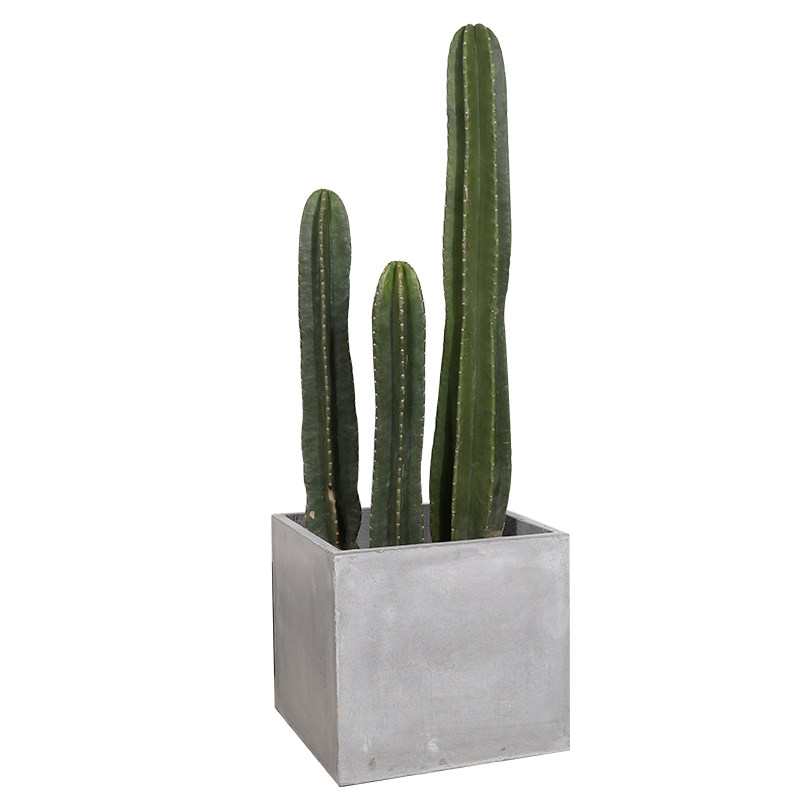 北欧风格仙人柱90巴西铁柱量天尺盆栽龙神柱仙人柱仙人掌植物盆栽