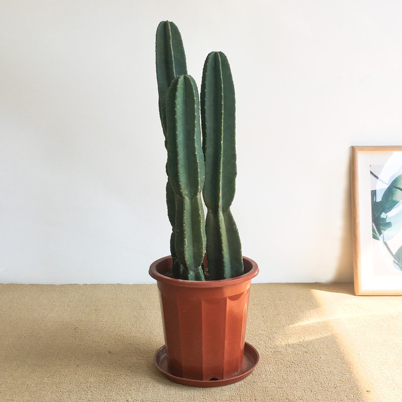 北欧风格仙人柱90巴西铁柱量天尺盆栽龙神柱仙人柱仙人掌植物盆栽