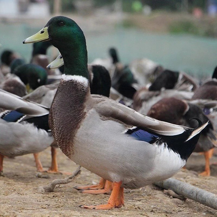 鸭子洪湖老母鸭肉麻鸭母鸭新鲜绿头会飞飞鸭鸭肉