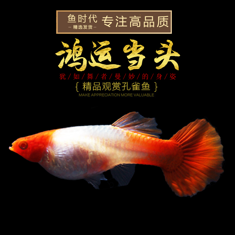 时代鸿运当头精品孔雀热带观赏鱼胎生红云风水活体鱼