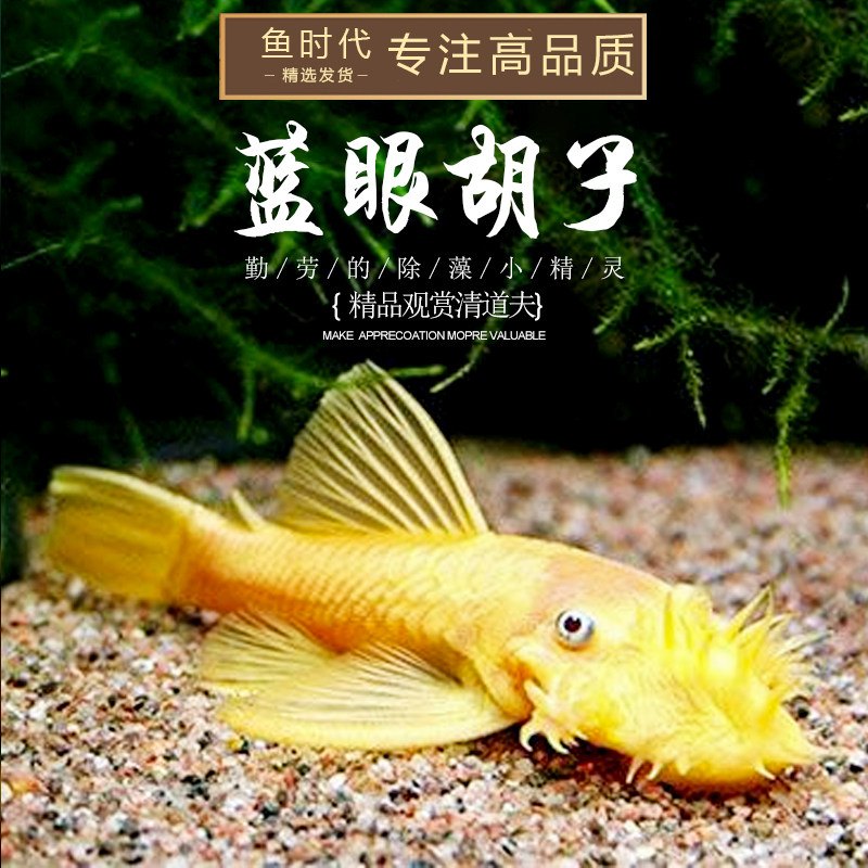 蓝眼黄金胡子清道夫异形观赏清洁清洁工工具冷水鱼