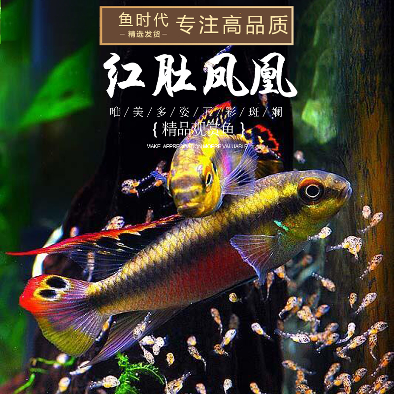 红肚凤凰时代南美西非短鲷慈鲷热带观赏鱼荷兰鱼