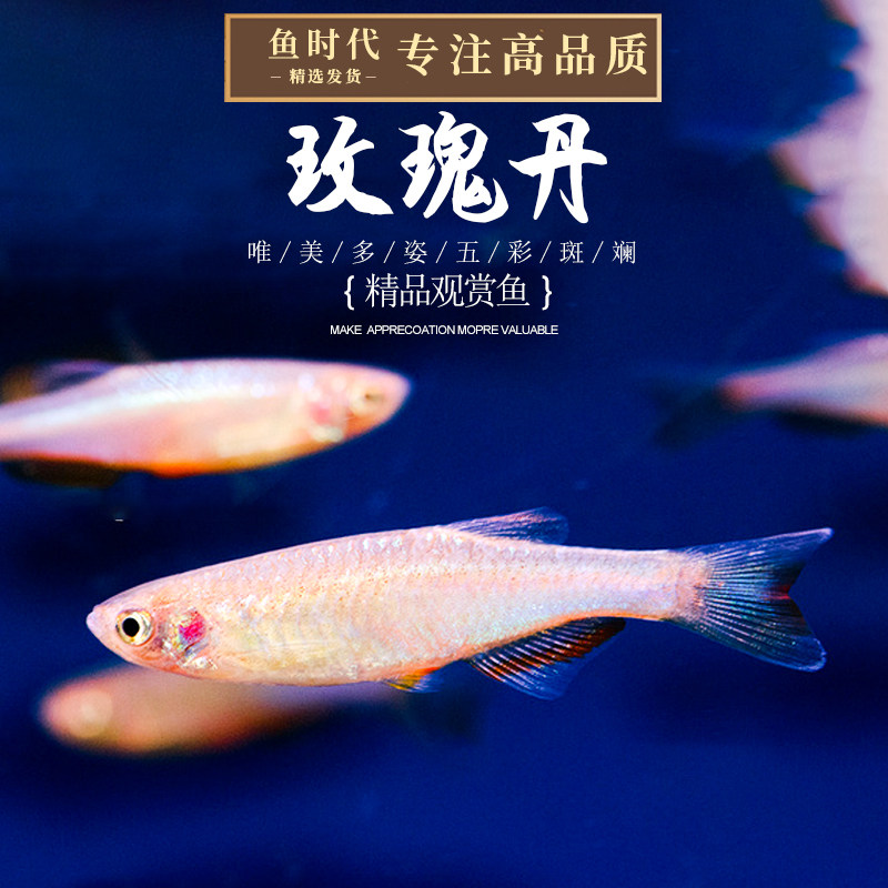 玫瑰丹鱼淡水原生冷水鱼云南小型群游灯鱼丹科鱼
