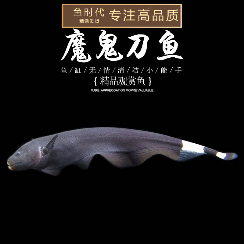 魔鬼刀鱼热带观赏黑魔鬼刀羽毛鱼线翎光背电鳗类观赏鱼黑羽毛活体
