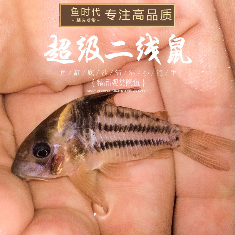 南美野生超级二线鼠鱼超级舒瓦茨鼠鱼舒瓦兹鼠二线公主超舒活体鱼