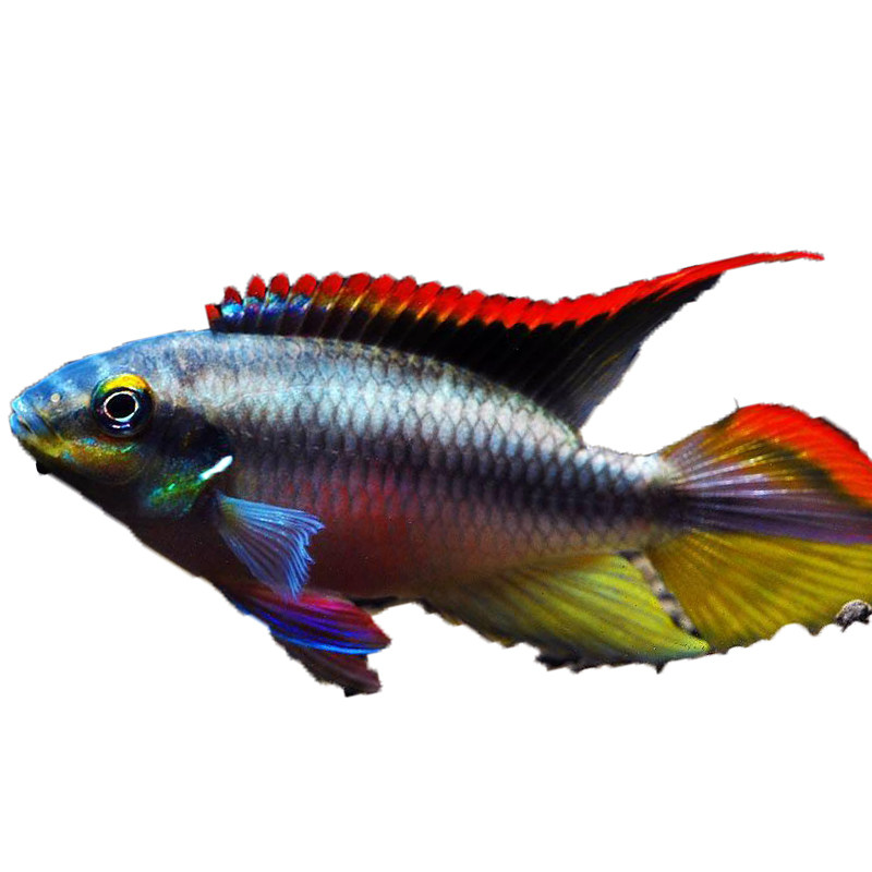 红肚凤凰时代南美西非短鲷慈鲷热带观赏鱼荷兰鱼