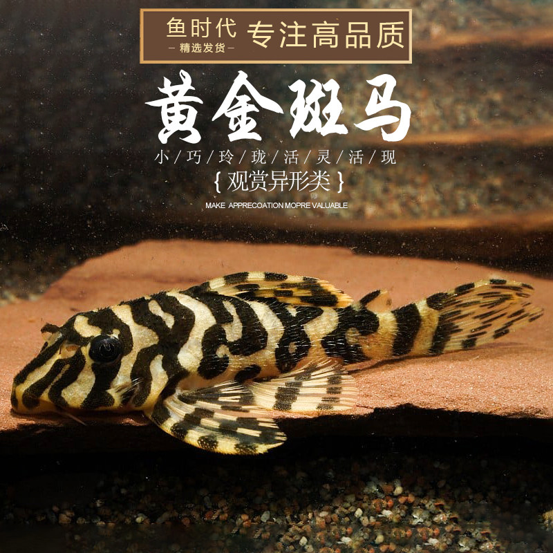 鱼时代l134黄金斑马异型鱼南美野异形鱼观赏工具鱼野鱼