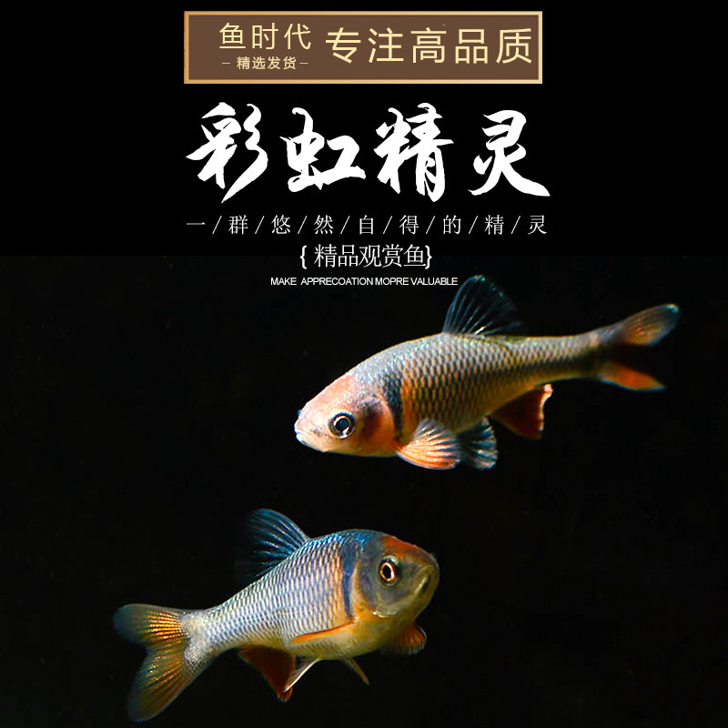 彩虹精灵鱼卢伦真小鲤北美原生冷水鱼耐寒淡水稀有鱼