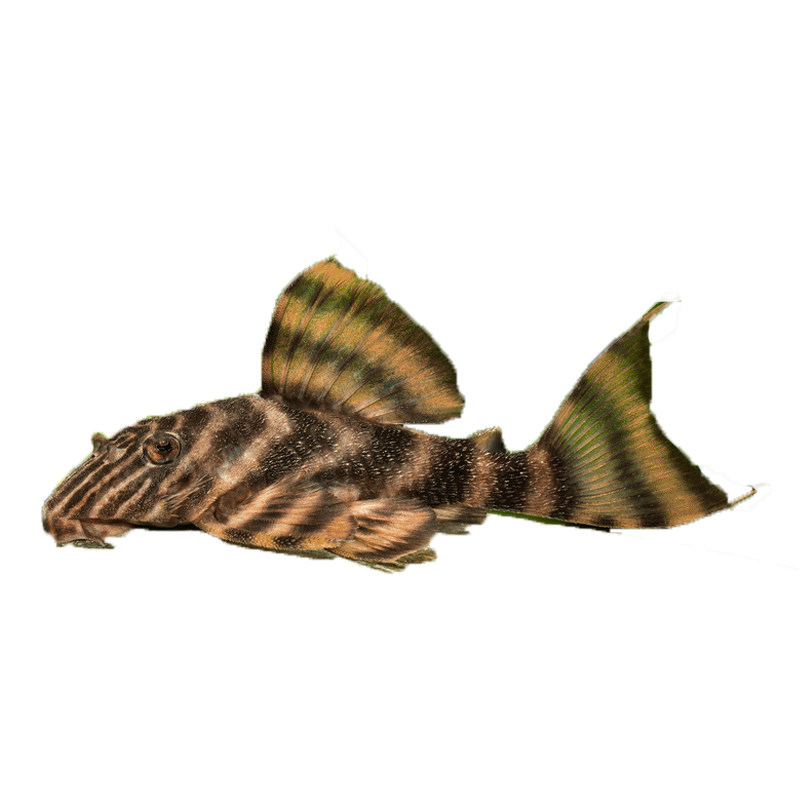 鱼时代野生l398申古皇冠老虎黄金虎纹南美异型热带底栖鱼