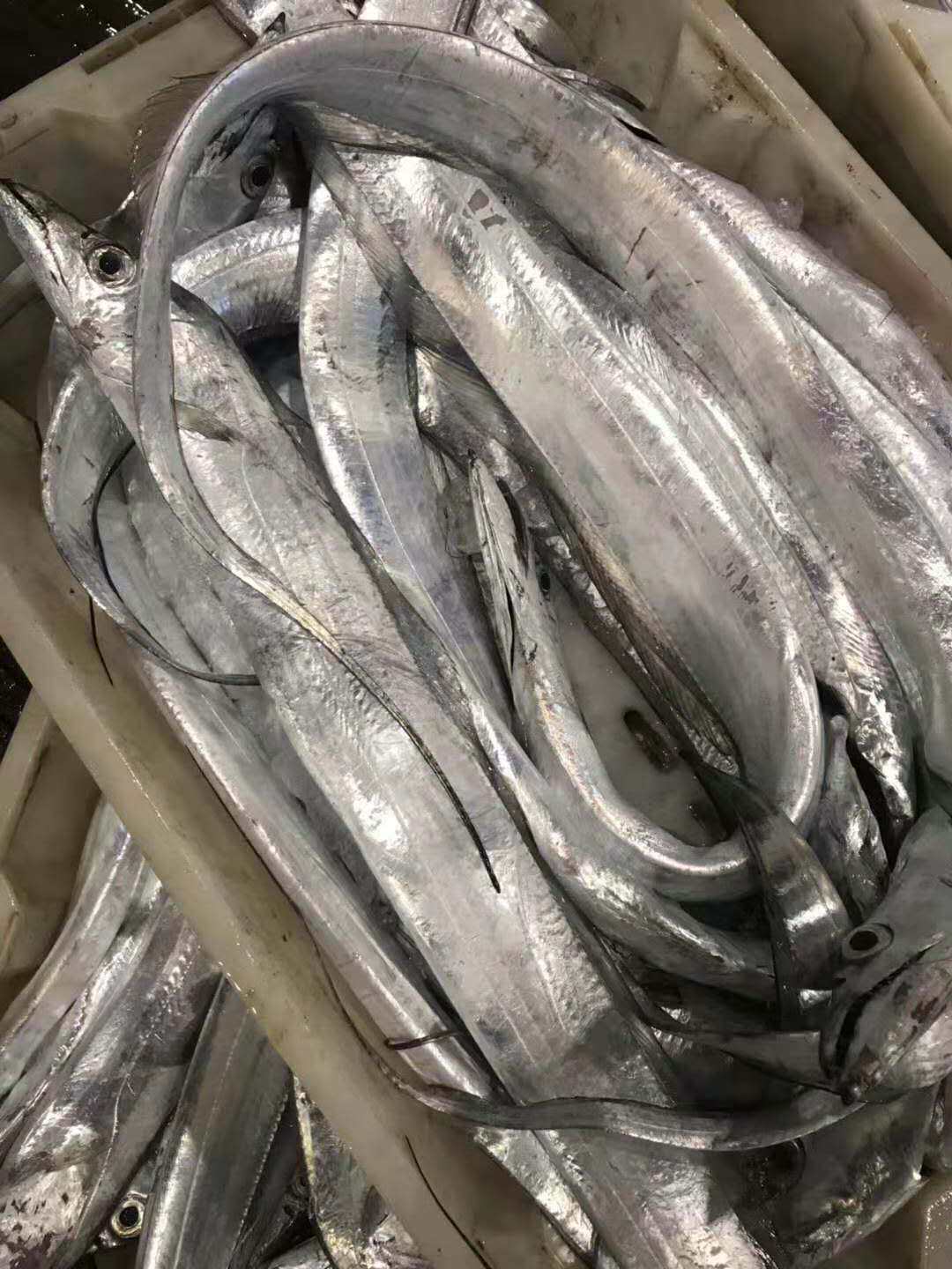 带鱼新鲜东海野生刀鱼海鲜水产鲜活小眼睛海鱼海带鱼