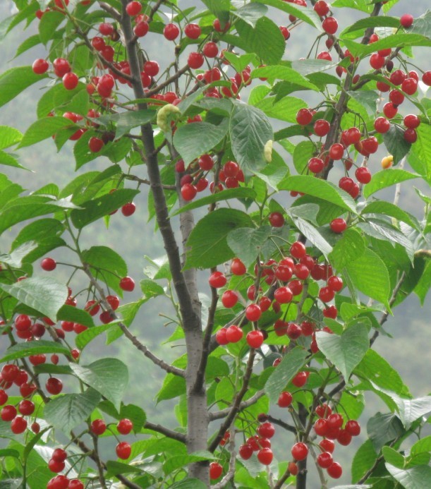 樱桃野生小樱桃泡酒氿浸渍酒浸酒冻伤每瓶150ml其它