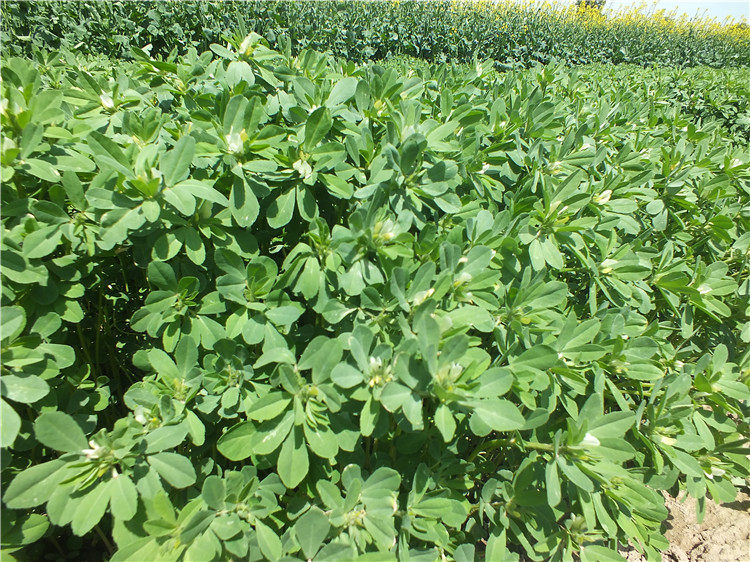 青海甘肃香豆粉蒸馍调料红曲粉香豆子粉蒸花卷用苦豆粉姜黄粉胡麻