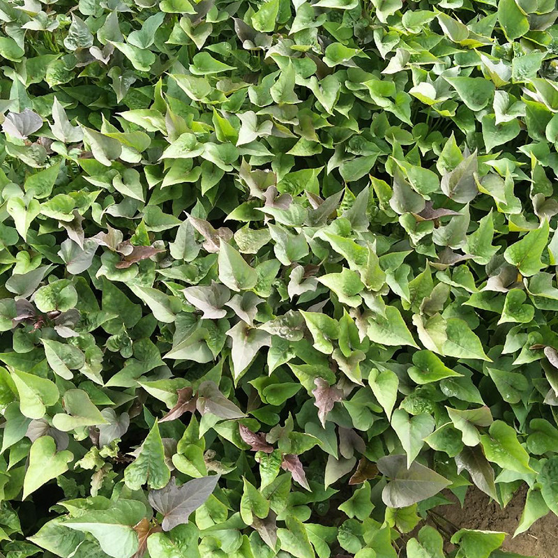 红薯薯苗苗紫板栗西瓜地瓜苗烟25号蜜薯50颗番薯