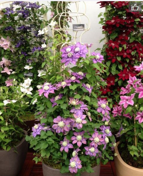 直播铁线莲爬藤植物盆栽重瓣大花庭院攀援四季开花绿植花卉