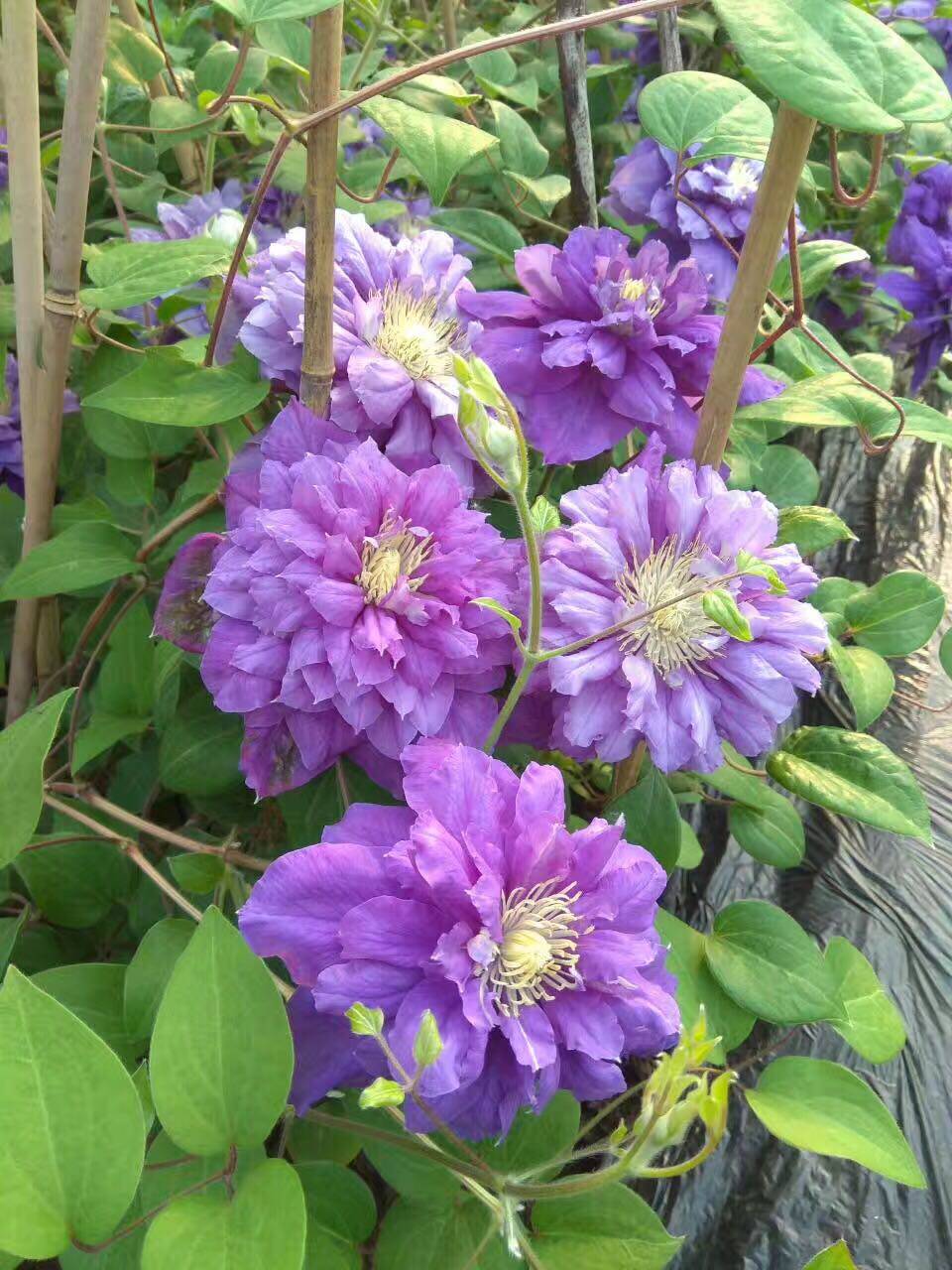 铁线莲 卡纳瓦 耐热重瓣 朋朋推荐品种爬藤藤本花卉 非常值得拥有