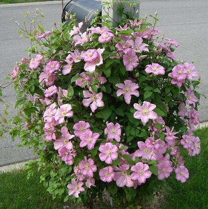 美景无边铁线莲 伯爵夫人(包查德夫人)阳台盆栽爬藤庭院地栽植