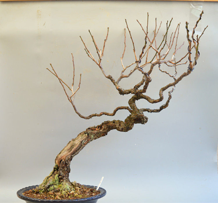 禅意日本进口精品甲州野梅梅花盆景盆栽实物原生绿植