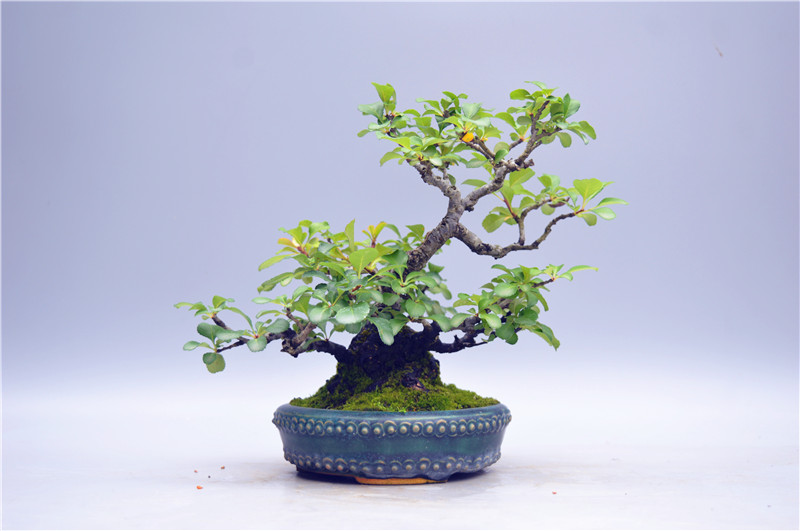 禅意日本精品红花长寿微型盆景盆栽实物老桩绿植
