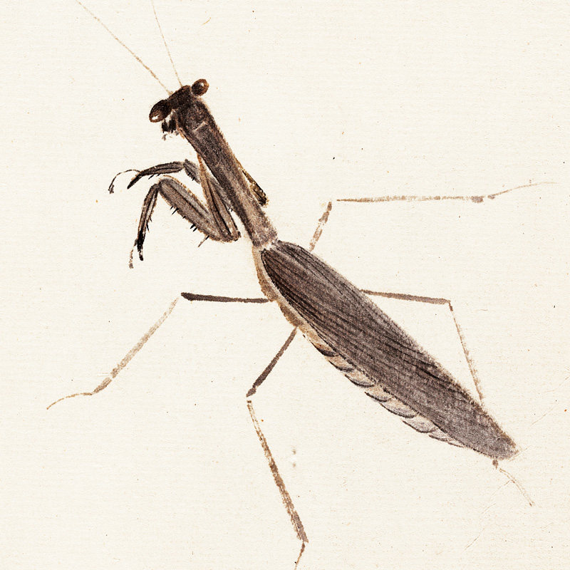 国画新款装饰画画心喷绘手绘名人字画齐白石昆虫国画