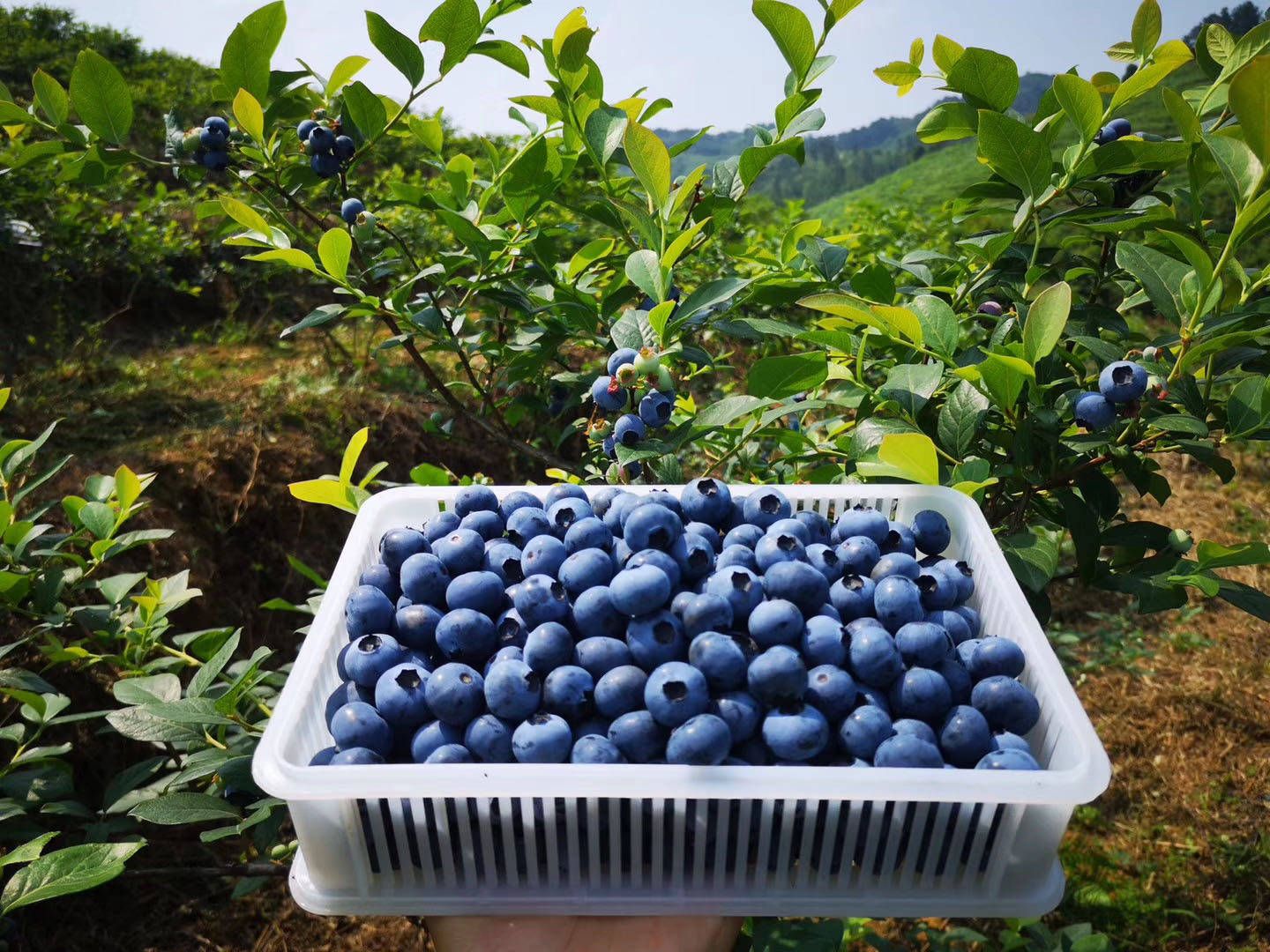 售馨明年5月贵州麻江现摘新鲜蓝莓蓝莓